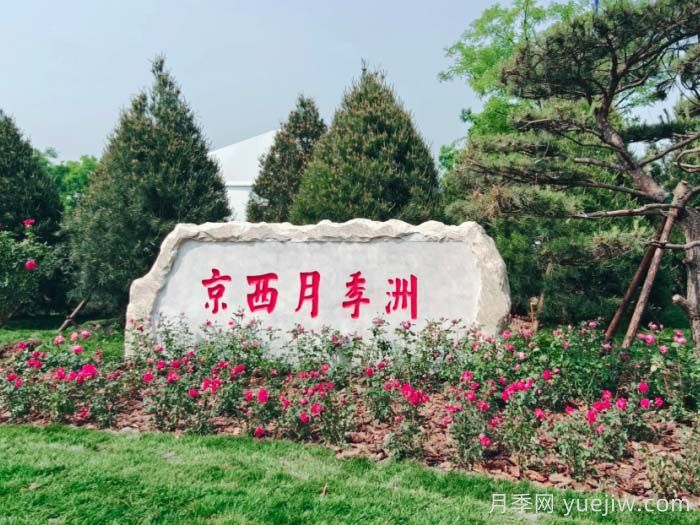 第九屆國(guó)際月季大會(huì)，北京京西月季洲開啟頂流(圖1)