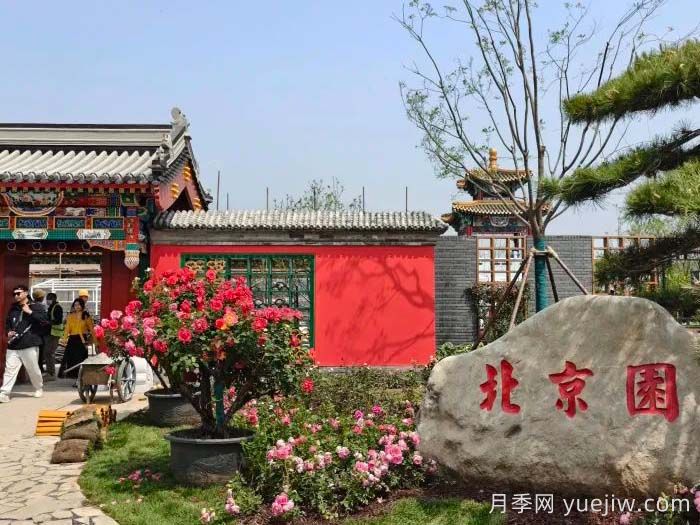 第九屆國(guó)際月季大會(huì)，北京京西月季洲開啟頂流(圖3)