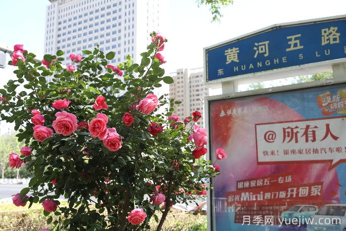 濱州月季：市花月季綻放，繁花似錦惹人醉！(圖2)