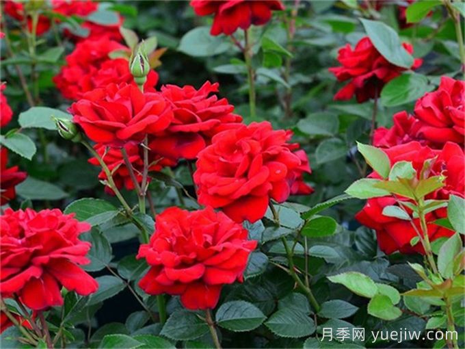 月季介紹之青梅之愛(圖1)