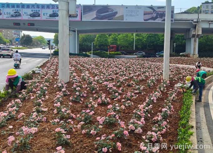 郴州月季：郴州增植月季，月季綻放驚艷花海(圖1)