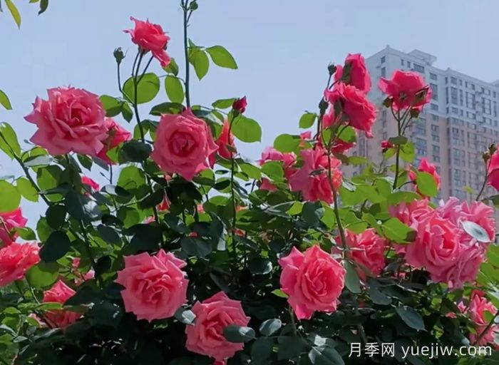 西安月季：一路絢爛，素質月季花開滿西安(圖2)