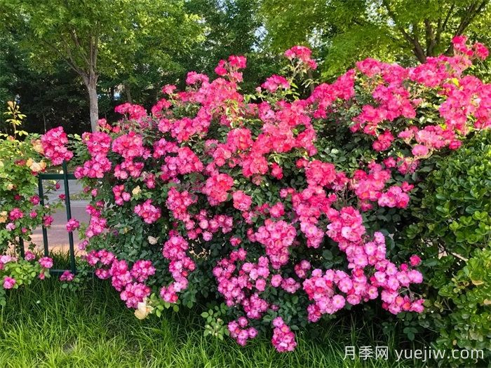 濰坊月季：月季在哪里？主干道萬株月季盛開(圖1)