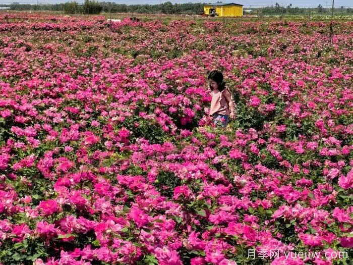 西安月季：西咸新區(qū)300萬株月季花?；鸪鋈?圖1)