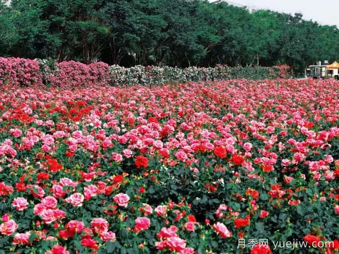 西安月季：西咸新區(qū)300萬株月季花?；鸪鋈?圖2)