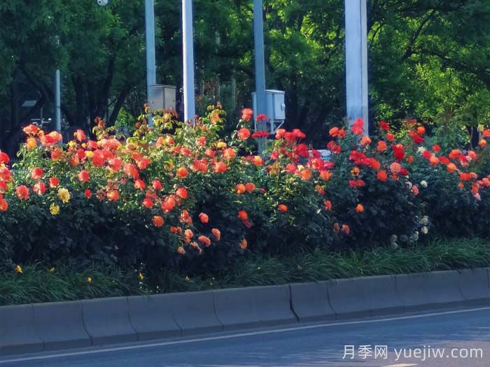 北京豐臺17.6公里月季項鏈上線，三環(huán)路變身浪漫花廊(圖2)