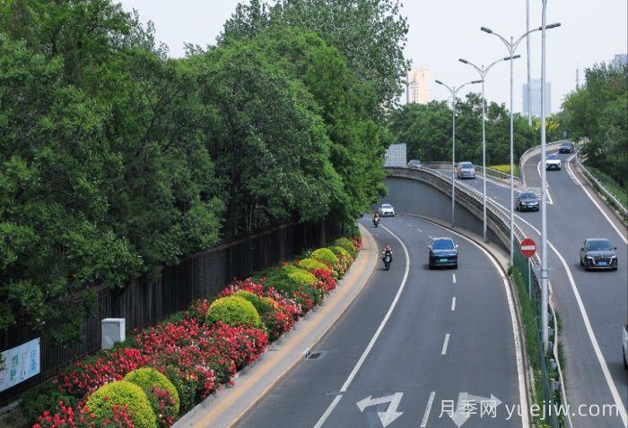 北京朝陽(yáng)月季海洋，街頭已開(kāi)濃顏模式(圖2)