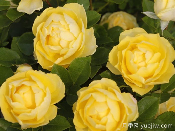 三款微型月季，陽臺(tái)養(yǎng)月季必選(圖2)