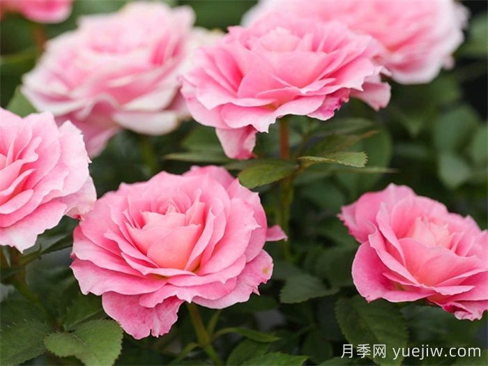 三款微型月季，陽臺(tái)養(yǎng)月季必選(圖3)