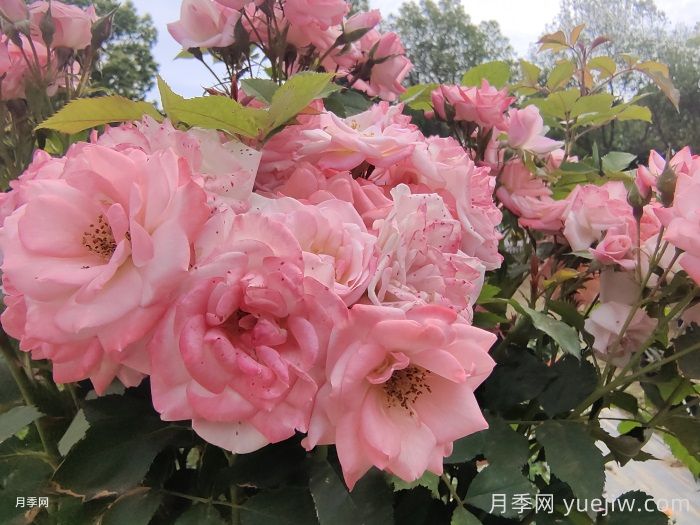 月季花后需要修剪嗎？不剪可以嗎？(圖1)