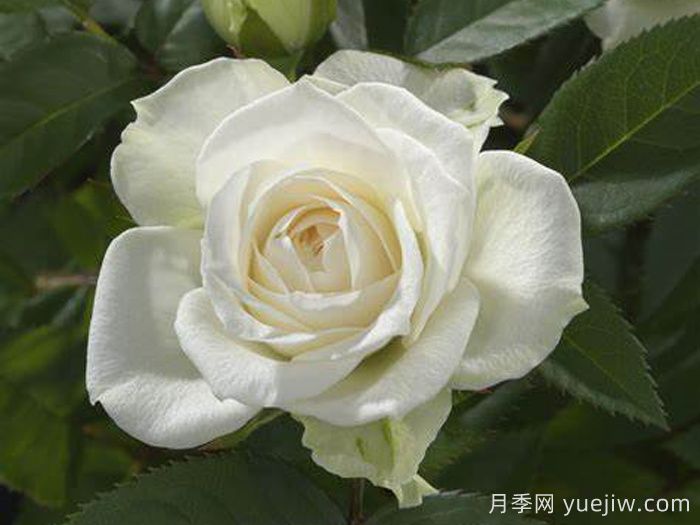 白色寶石月季(圖1)