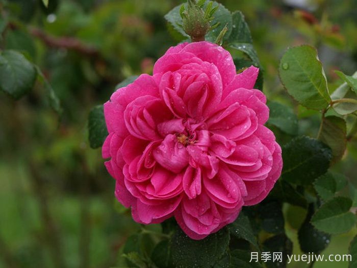 喬森哈特月季/格倫多拉/波特蘭邱園(圖2)