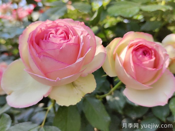花中皇后的秘密，你不知道的月季知識(圖1)