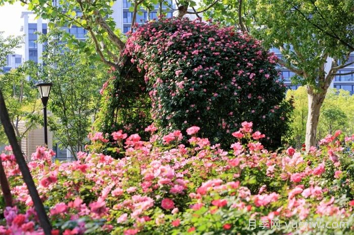 上海浦東濱江前灘月季園，置身月季花海(圖1)