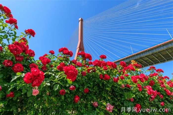 上海浦東濱江前灘月季園，置身月季花海(圖3)
