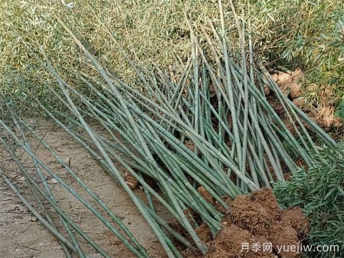 竹子的種類特性、分布狀況和應(yīng)用前景(圖1)
