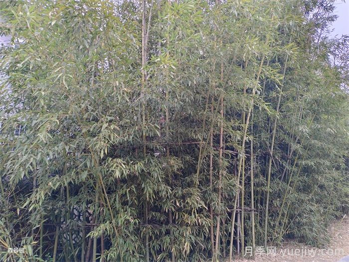竹子的種類特性、分布狀況和應(yīng)用前景(圖2)
