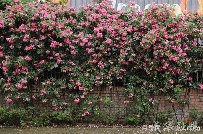 薔薇已開滿墻！這波被成都成華美到了(圖2)