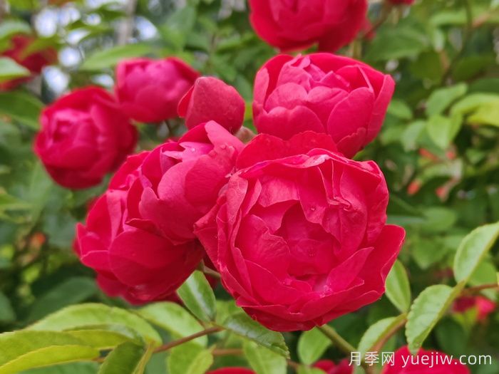 紅科斯特變成紅木香月季，新名字成就一種花(圖1)