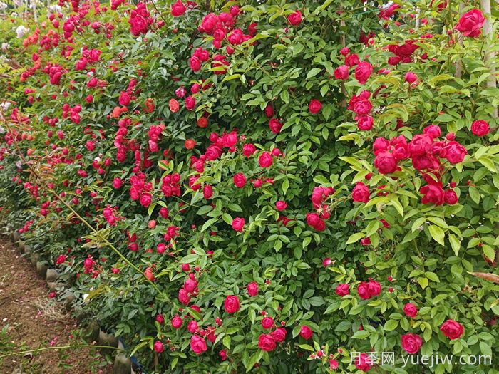 紅科斯特變成紅木香月季，新名字成就一種花(圖2)