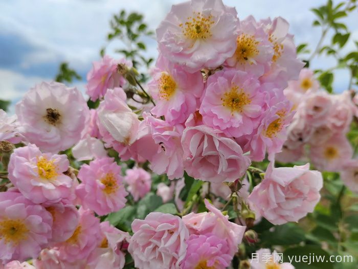 宿遷宿豫：滿強(qiáng)薔薇花簇簇，浪漫的打卡花海(圖1)