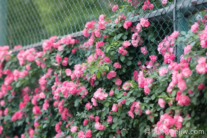 浙師大薔薇花開成瀑，安吉拉美翻了校園(圖1)