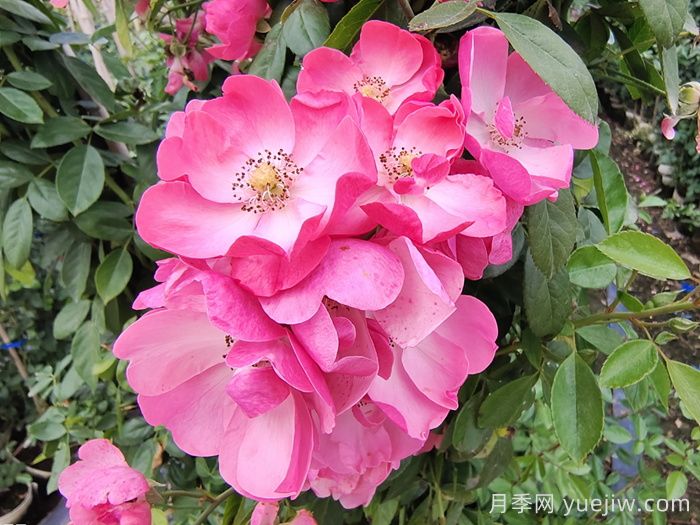 藤本月季中有哪些單瓣花？(圖1)