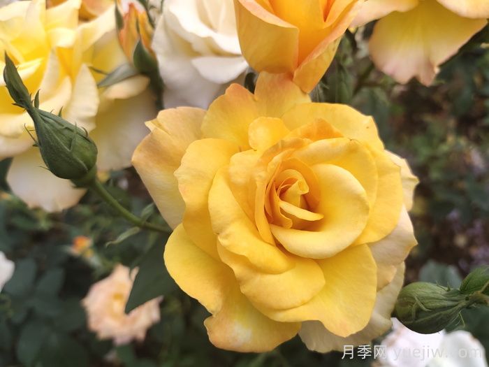 國外好評如潮的月季品種介紹(圖3)