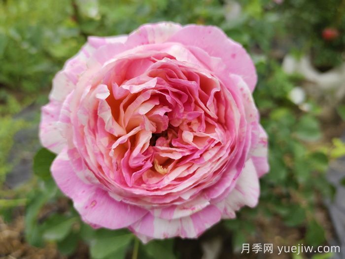 國外好評如潮的月季品種介紹(圖4)