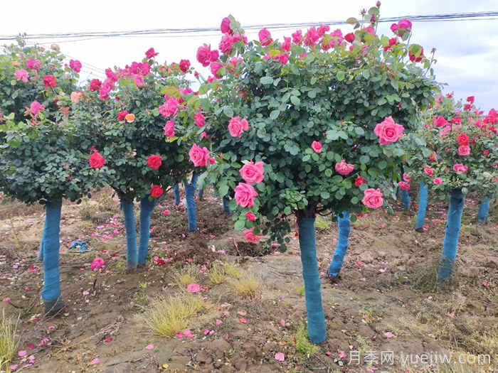 新手應(yīng)該如何養(yǎng)月季花？(圖3)