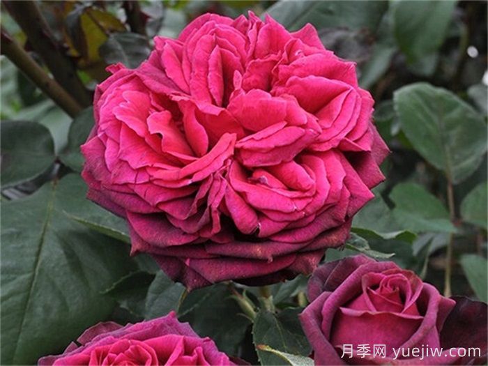 狄安娜伯爵夫人月季的優(yōu)缺點(diǎn)是什么？(圖1)