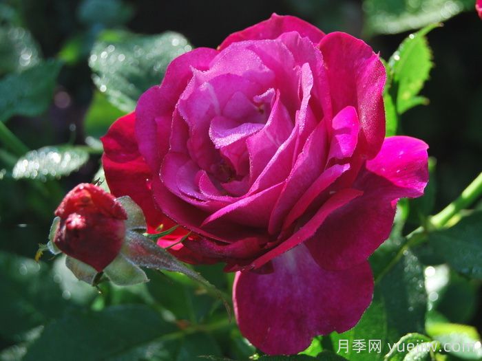 無垠藍(lán)天月季/藍(lán)色伊甸園月季(圖1)