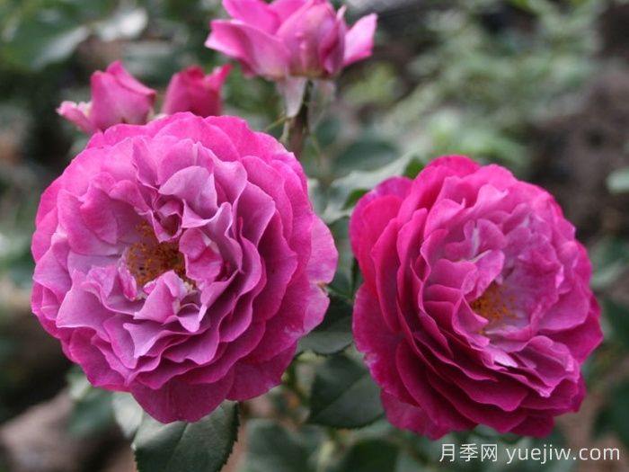 無垠藍(lán)天月季/藍(lán)色伊甸園月季(圖3)