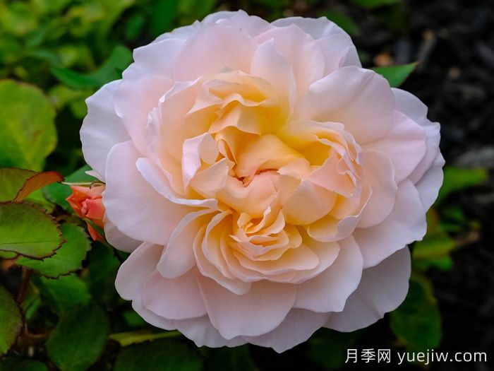 抹大拉的瑪麗亞月季/瑪麗亞瑪達琳(圖1)