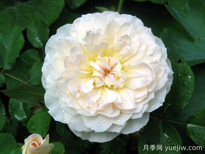 抹大拉的瑪麗亞月季/瑪麗亞瑪達琳(圖2)