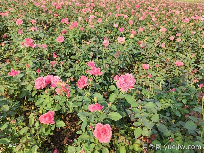 月季花盛開***佳觀賞時間與養(yǎng)護(hù)要點(diǎn)(圖3)
