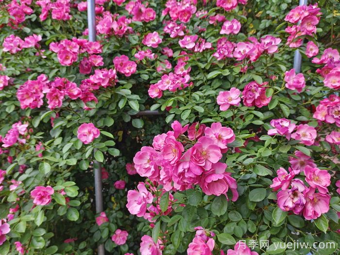 月季花盛開***佳觀賞時間與養(yǎng)護(hù)要點(diǎn)(圖1)