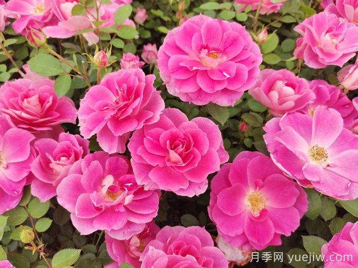 月季花盛開***佳觀賞時間與養(yǎng)護(hù)要點(diǎn)(圖2)