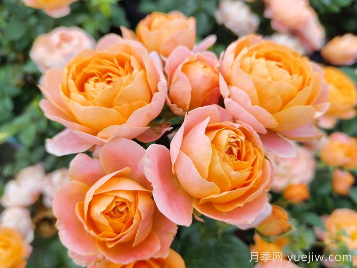 月季花開為何多姿多彩？科學(xué)分析(圖2)