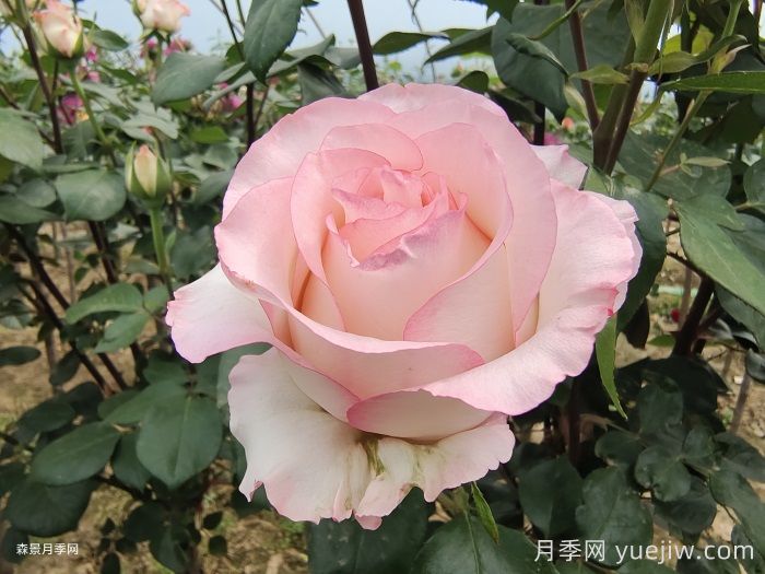 月季花開為何多姿多彩？科學(xué)分析(圖3)