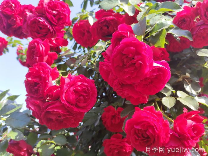月季花每次開(kāi)花是多少天？(圖1)