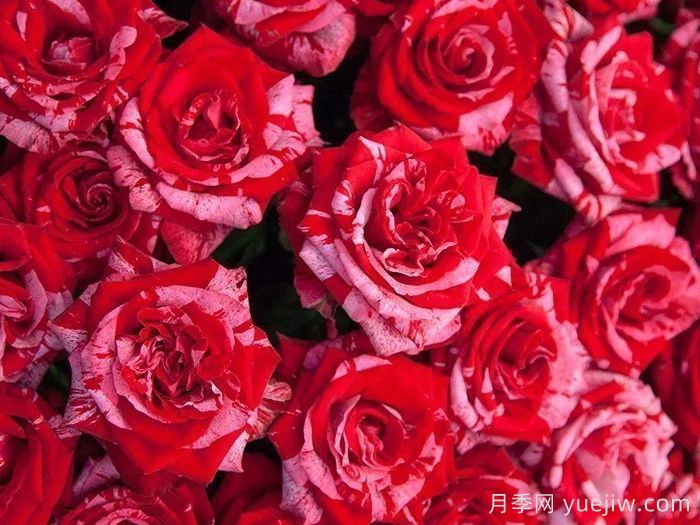 幸運女神月季的優(yōu)缺點是什么？(圖1)