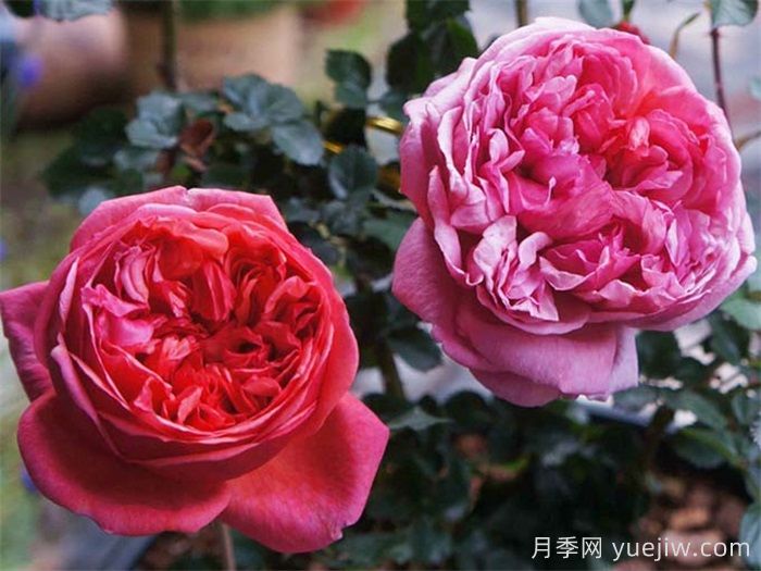 保羅克利月季的優(yōu)缺點(diǎn)是什么？(圖1)