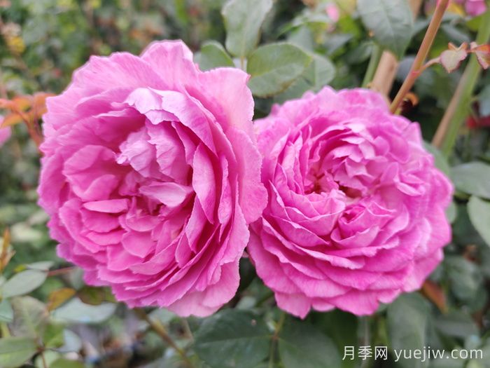 羅衣月季的優(yōu)缺點(diǎn)是什么？(圖1)