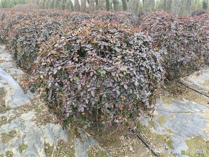 月季花耐寒***低多少度？(圖1)