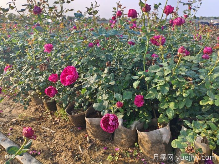 夏季月季一天澆幾次水？(圖1)