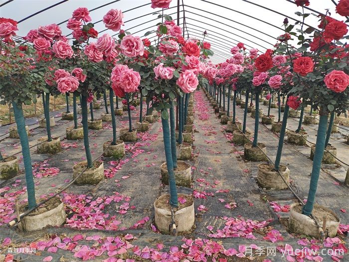 夏季月季養(yǎng)護(hù)全攻略：避開雷區(qū)，輕松爆花(圖1)
