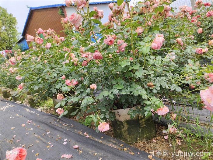夏季月季養(yǎng)護(hù)全攻略：避開雷區(qū)，輕松爆花(圖2)