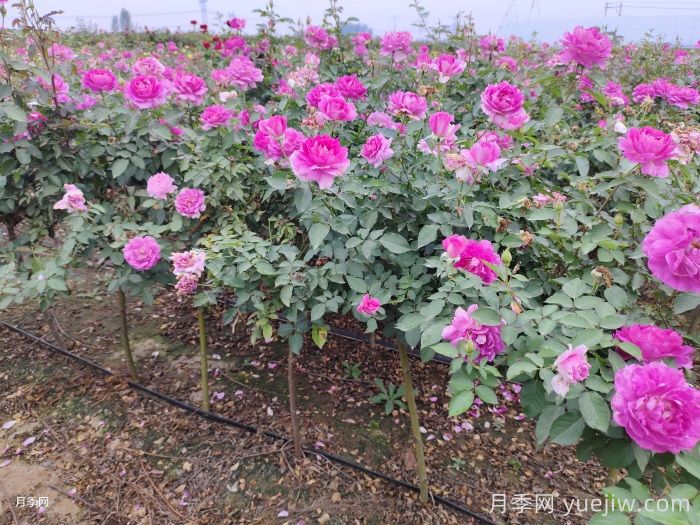 月季夏天怎么養(yǎng)？夏季月季的養(yǎng)殖注意事項(圖1)