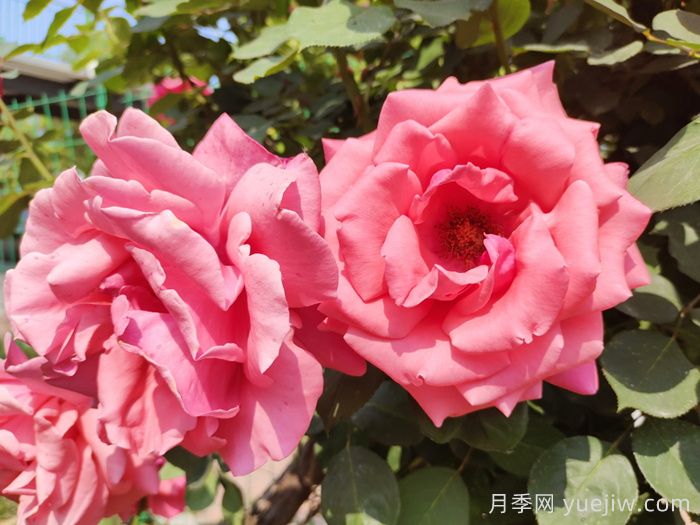 超大花朵20公分的月季有哪些？(圖1)